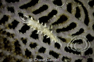 Tritonia on a purple sea fan in Grand Cayman! by Chase Darnell 
